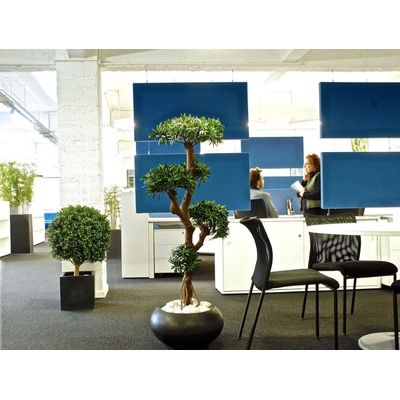 Podocarpus artificiel, ambiance.